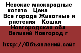 Невские маскарадные котята › Цена ­ 15 000 - Все города Животные и растения » Кошки   . Новгородская обл.,Великий Новгород г.